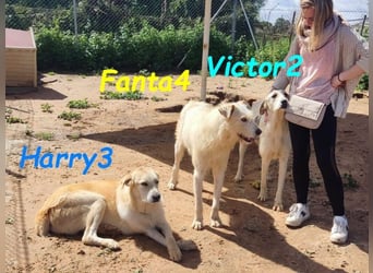 Fanta4 geb. 07/2022 (ESP) - verträglicher und menschenbezogener Podenco-Mix!