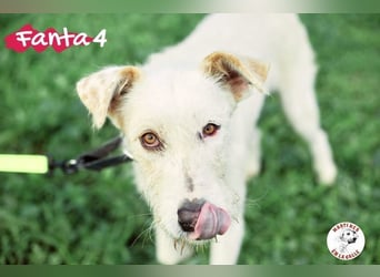 Fanta4 geb. 07/2022 (ESP) - verträglicher und menschenbezogener Podenco-Mix!