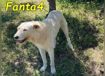 Fanta4 geb. 07/2022 (ESP) - verträglicher und menschenbezogener Podenco-Mix!