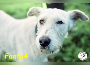 Fanta4 geb. 07/2022 (ESP) - verträglicher und menschenbezogener Podenco-Mix!