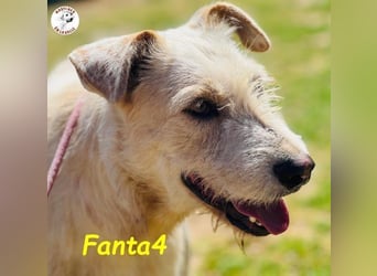Fanta4 geb. 07/2022 (ESP) - verträglicher und menschenbezogener Podenco-Mix!