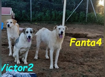 Fanta4 geb. 07/2022 (ESP) - verträglicher und menschenbezogener Podenco-Mix!