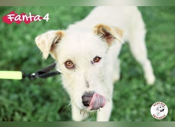 Fanta4 geb. 07/2022 (ESP) - verträglicher und menschenbezogener Podenco-Mix!
