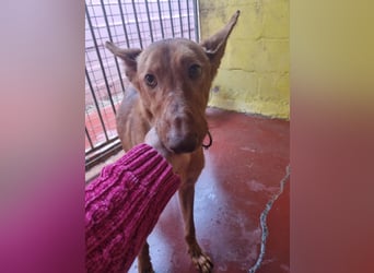 stolzer, freundlicher Podenco-Rüde sucht geeignetes Zuhause