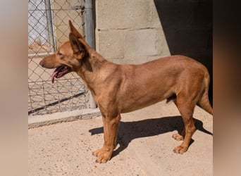 stolzer, freundlicher Podenco-Rüde sucht geeignetes Zuhause