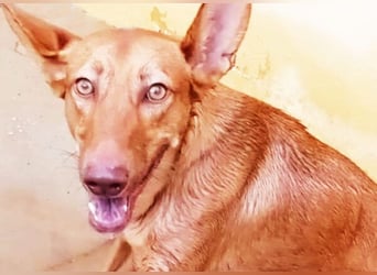 stolzer, freundlicher Podenco-Rüde sucht geeignetes Zuhause