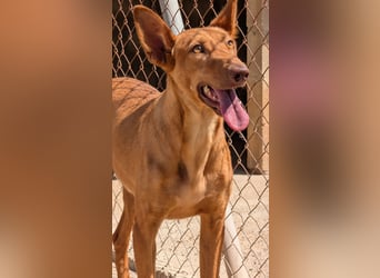 stolzer, freundlicher Podenco-Rüde sucht geeignetes Zuhause