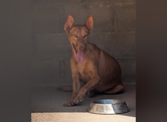 stolzer, freundlicher Podenco-Rüde sucht geeignetes Zuhause