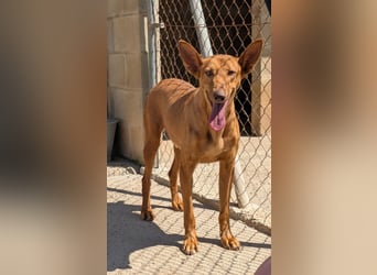 stolzer, freundlicher Podenco-Rüde sucht geeignetes Zuhause