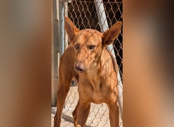 stolzer, freundlicher Podenco-Rüde sucht geeignetes Zuhause