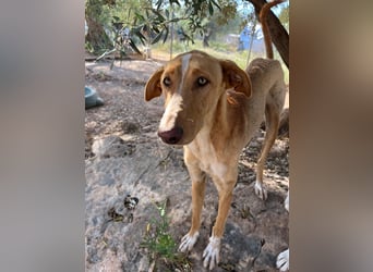 GROCK - großer Herzenshund sucht noch sein Glück