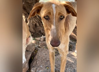 GROCK - großer Herzenshund sucht noch sein Glück