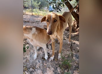 GROCK - großer Herzenshund sucht noch sein Glück
