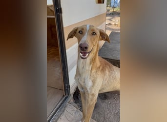 GROCK - großer Herzenshund sucht noch sein Glück