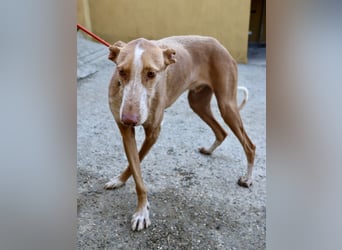 Noa - aufmerksam, verschmust und bewegungsfreudig