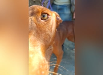Siena - Podenco Andaluz - zutraulich, lernwillig, freundlich
