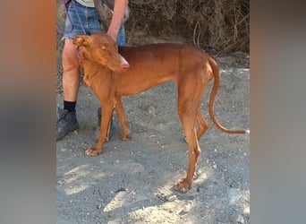 Siena - Podenco Andaluz - zutraulich, lernwillig, freundlich