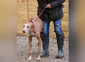 Noa - aufmerksam, verschmust und bewegungsfreudig