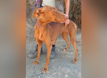 Siena - Podenco Andaluz - zutraulich, lernwillig, freundlich