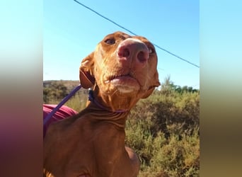 Siena - Podenco Andaluz - zutraulich, lernwillig, freundlich