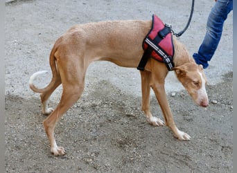 Noa - aufmerksam, verschmust und bewegungsfreudig