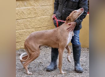 Noa - aufmerksam, verschmust und bewegungsfreudig