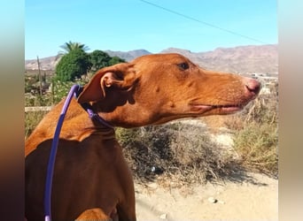 Siena - Podenco Andaluz - zutraulich, lernwillig, freundlich