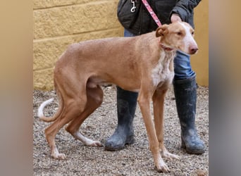 Noa - aufmerksam, verschmust und bewegungsfreudig