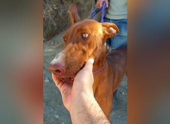 Siena - Podenco Andaluz - zutraulich, lernwillig, freundlich