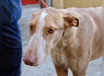 Noa - aufmerksam, verschmust und bewegungsfreudig