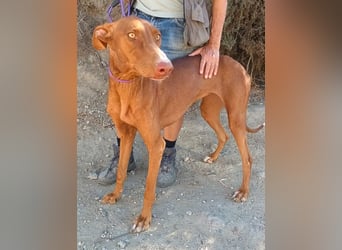 Siena - Podenco Andaluz - zutraulich, lernwillig, freundlich
