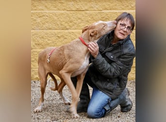 Noa - aufmerksam, verschmust und bewegungsfreudig