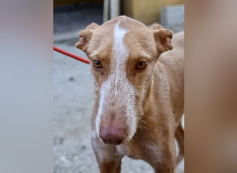 Noa - aufmerksam, verschmust und bewegungsfreudig