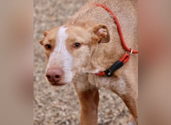 Noa - aufmerksam, verschmust und bewegungsfreudig