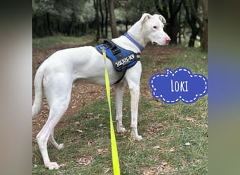 Loki ein Menschen liebender aktiver Hundebub