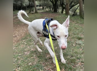 Loki ein Menschen liebender aktiver Hundebub