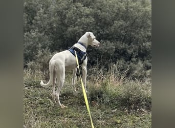 Loki ein Menschen liebender aktiver Hundebub