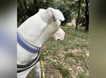 Loki ein Menschen liebender aktiver Hundebub