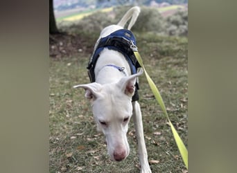 Loki ein Menschen liebender aktiver Hundebub