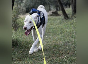 Loki ein Menschen liebender aktiver Hundebub