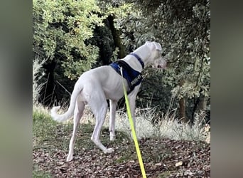 Loki ein Menschen liebender aktiver Hundebub