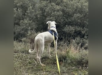Loki ein Menschen liebender aktiver Hundebub