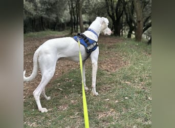 Loki ein Menschen liebender aktiver Hundebub