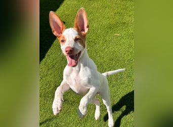 Peanut , kleines Flaschenkind sucht großes Glück