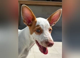 Peanut , kleines Flaschenkind sucht großes Glück