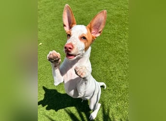Peanut , kleines Flaschenkind sucht großes Glück