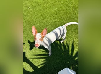 Peanut , kleines Flaschenkind sucht großes Glück