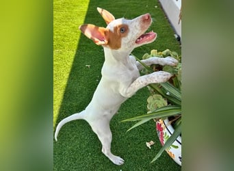 Peanut , kleines Flaschenkind sucht großes Glück