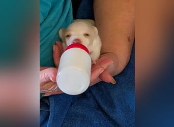 Peanut , kleines Flaschenkind sucht großes Glück