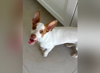 Peanut , kleines Flaschenkind sucht großes Glück